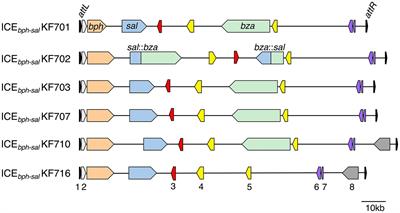 Evolution of genetic architecture and gene regulation in biphenyl/PCB-degrading bacteria